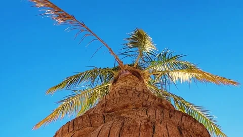 A green palm tree against a blue sky.  Stock Footage 243715797