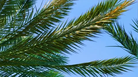 A green palm tree against a blue sky.  Stock Footage 243715826