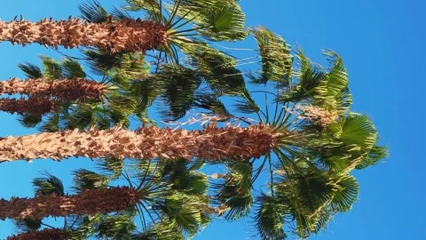 A green palm tree against a blue sky.  Stock Footage 243716516