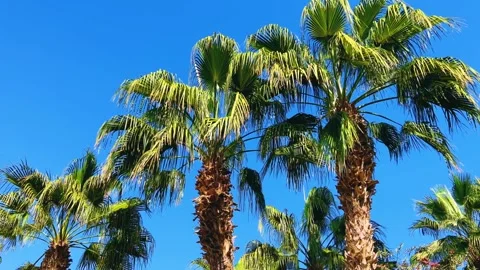 A green palm tree against a blue sky.  Stock Footage 243716537