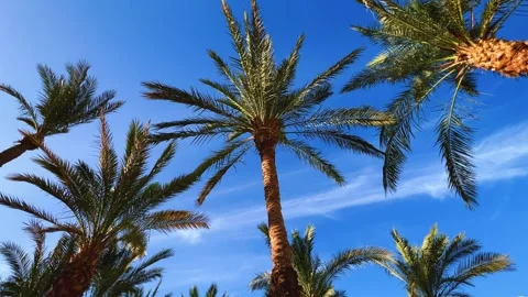 A green palm tree against a blue sky.  Stock Footage 243719483