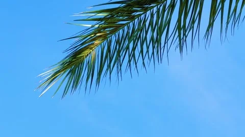 A green palm tree against a blue sky.  Stock Footage 243719814