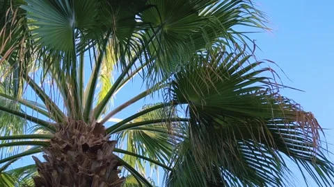 A green palm tree against a blue sky.  Stock Footage 243720144