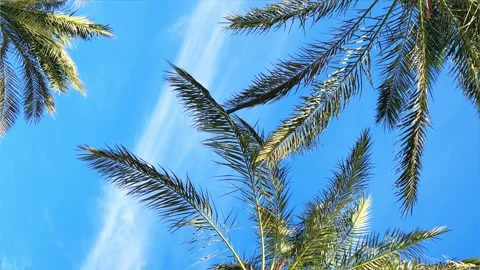 A green palm tree against a blue sky.  Stock Footage 243721377