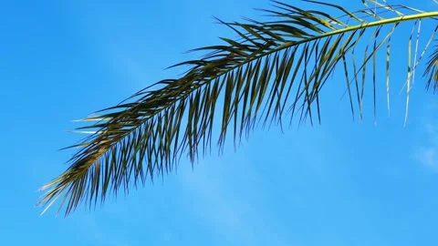 A green palm tree against a blue sky.  Stock Footage 243721543