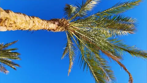 A green palm tree against a blue sky.  Stock Footage 243759699
