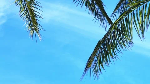 A green palm tree against a blue sky.  Stock Footage 243760744