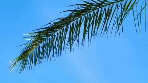 A green palm tree against a blue sky.  Stock Footage 243761435