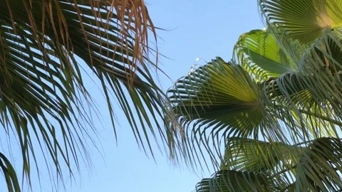 A green palm tree against a blue sky.  Stock Footage 243762510