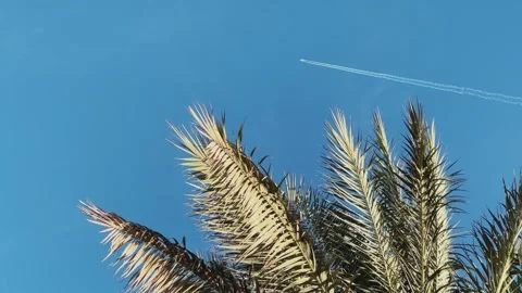A green palm tree against a blue sky. Stock Footage 256290980