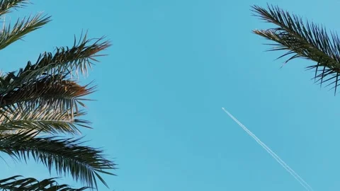 A green palm tree against a blue sky. Stock Footage 256291274