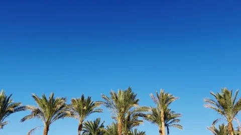 A green palm tree against a blue sky. Stock Footage 259977298