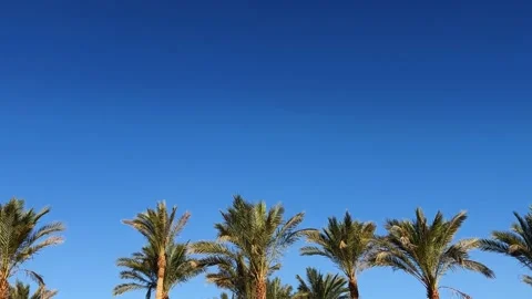 A green palm tree against a blue sky. Stock Footage 259977391