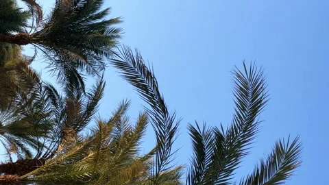 A green palm tree against a blue sky.  Stock Footage 268230444