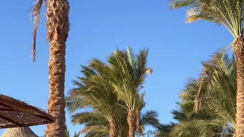A green palm tree against a blue sky.  Stock Footage 268234289