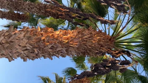 A green palm tree against a blue sky.  Stock Footage 268237499