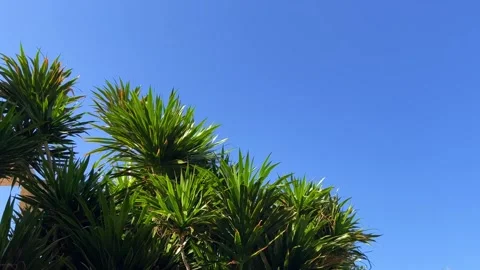 A green palm tree against a blue sky.  Stock Footage 268240242