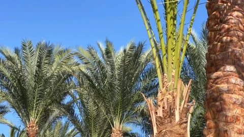 A green palm tree against a blue sky.  Stock Footage 268240596