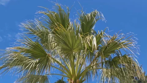 Green palm tree against the sky Stock Footage 182943570