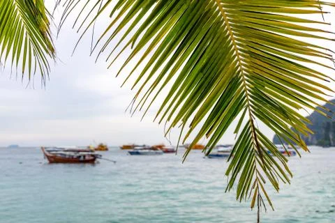 Green palm tree and pattern leaves with speedboats and seascape in the backgr Stock Photos