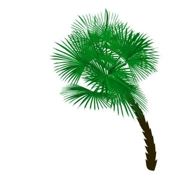 Green palm tree at an angle isolated on white background illustration Stock Illustration