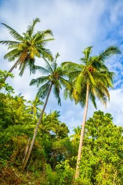 Green palm tree on the background of bright sunny sky Stock Photos