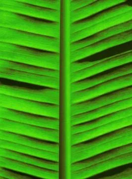 Green Palm Tree Background Stock Photos