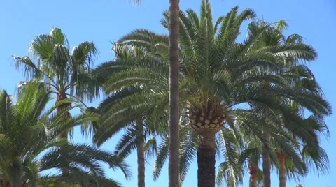 Green palm tree blue sky tropical island beach shore lagoon leisure summer sunny Stock Footage 33445602
