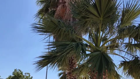Green palm tree on blue sky background. Stock Footage 162271128