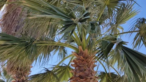 Green palm tree on blue sky backgroung. Stock Footage 162271729