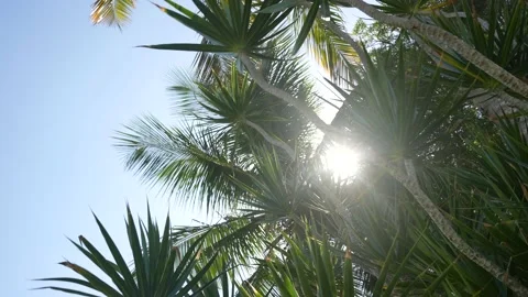 Green palm tree on blue sky background. Paradise plase in Domenican republic Video stock 166231564