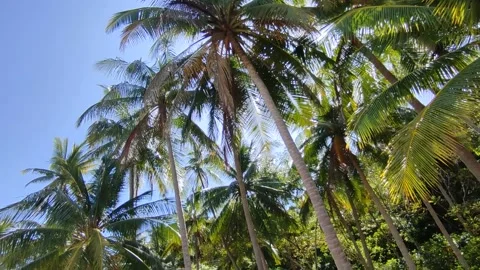 Green Palm Tree On Blue Sky Background, Coconut Trees Against Sun, Thailand Stock Footage 201524089