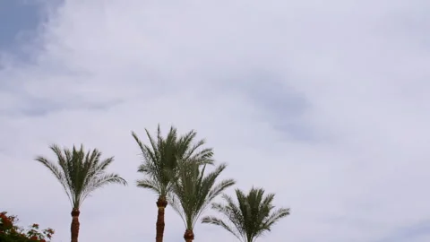 Green palm tree on blue sky background. Tropical coconut palm leaf trees at Stock Footage 272591310