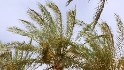 Green palm tree on blue sky background. Tropical coconut palm leaf trees at Stock-Footage 274150360
