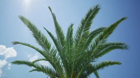 Green palm tree branches on a blue sky background, Italy Vidéo 251821921