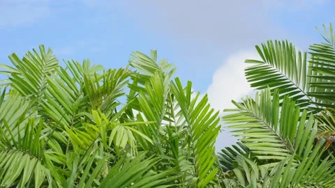 Green palm tree on clear blue sky, Blackground for summer. Close up Видео 196775143