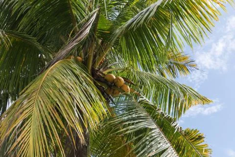 Green palm tree with coconuts Stock Photos