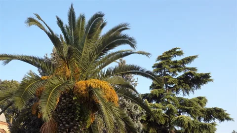 Green palm tree crown in 4K. Stock Footage 117188489