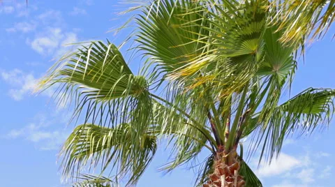 Green palm tree Stock Footage 49349491