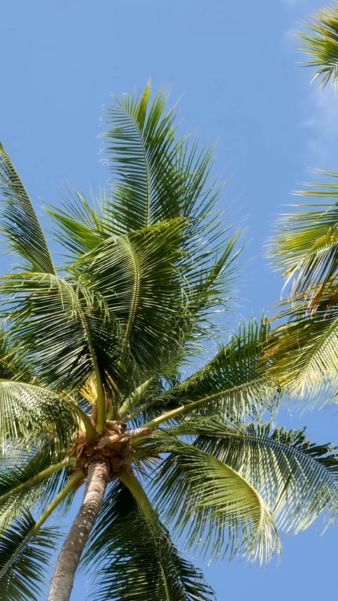 Green palm tree fronds extend under clear blue sky in sunny outdoor location Stock Footage 347731442