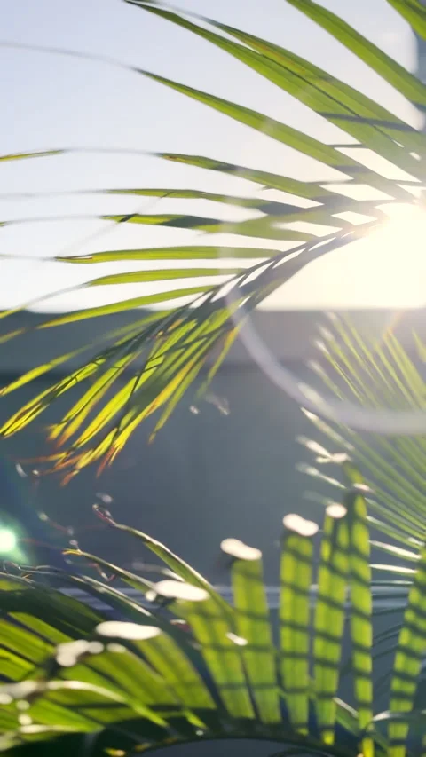 Green palm tree fronds rustling in breeze under bright sunrise Stock Footage 337870120