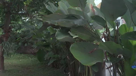 Green palm tree in the garden Stock Footage 287960460
