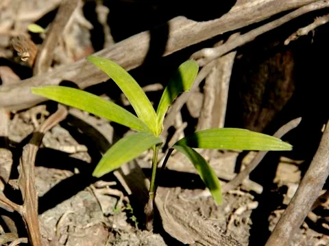 Green palm tree growth in root stump Stock Photos