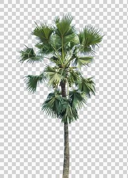 A green palm tree isolated on white, A palm tree isolated, palm tree Stock Photos