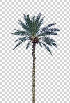 A green palm tree isolated on white, A palm tree isolated Stock Photos