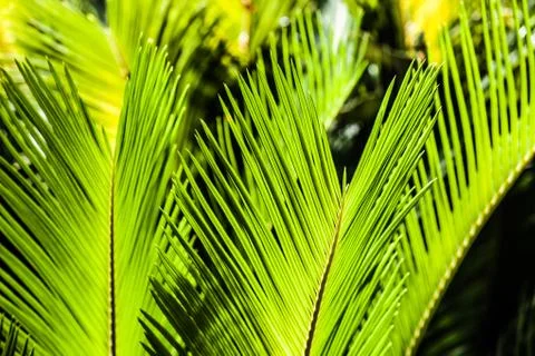 Green palm tree leaf as a background Stock Photos