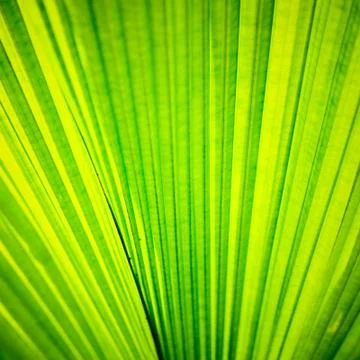 Green palm tree leaf as a background Stock Photos