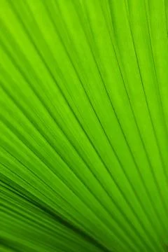 Green palm tree leaf as a background Stock Photos