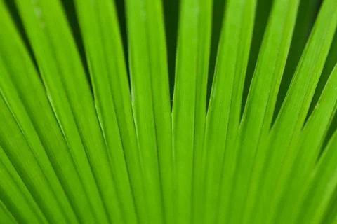 Green palm tree leaf as a background Stock Photos