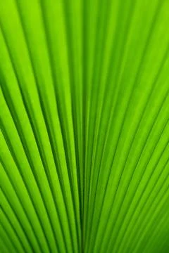 Green palm tree leaf as a background Stock Photos